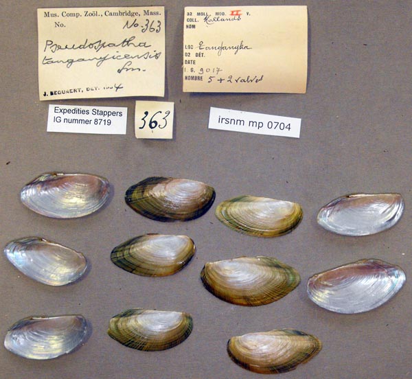 specimen