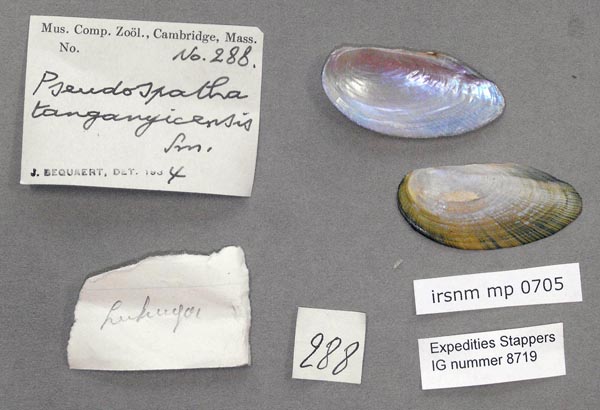 specimen