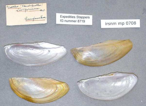 specimen