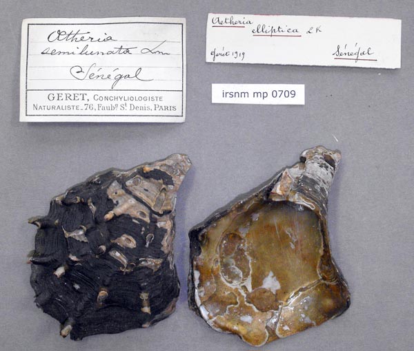 specimen