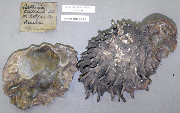 specimen
