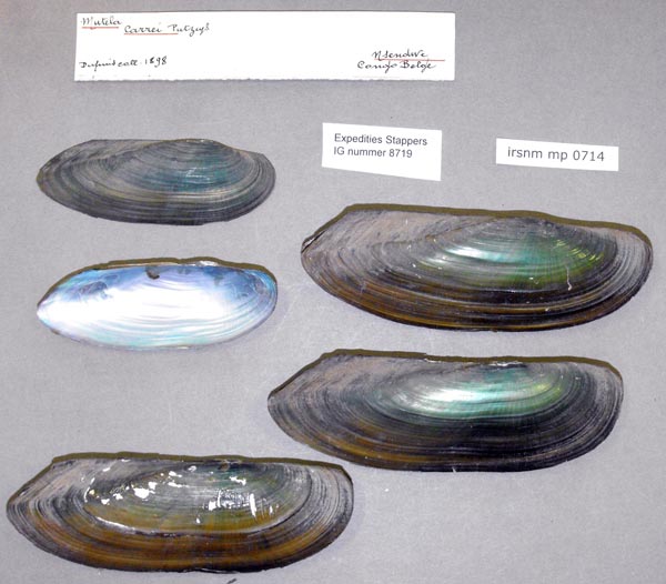 specimen