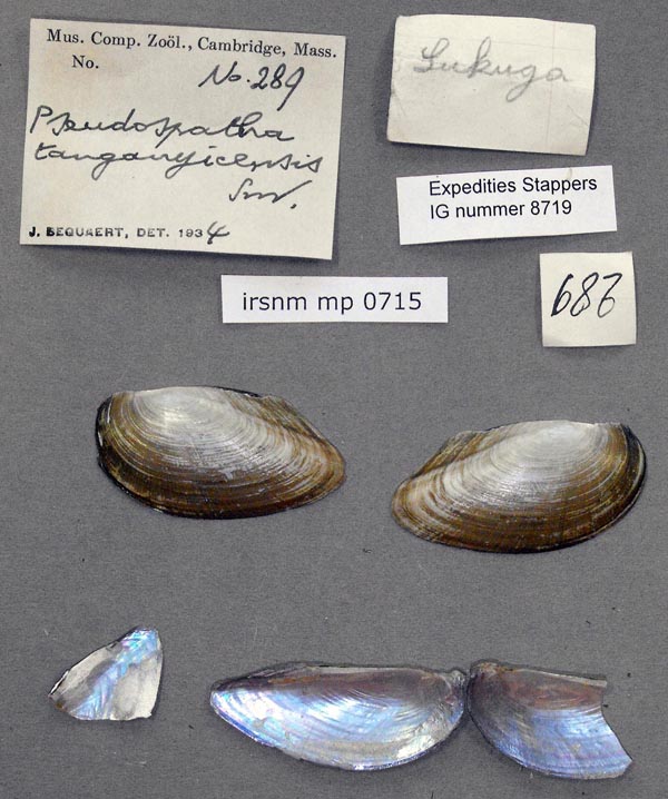specimen