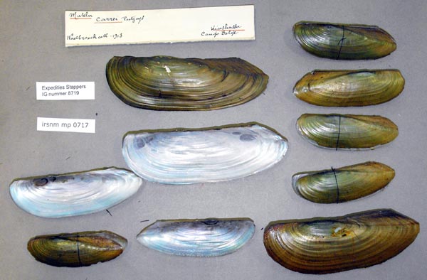 specimen