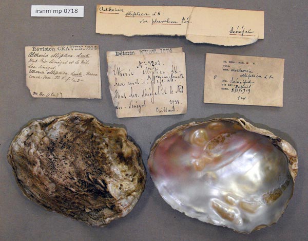 specimen