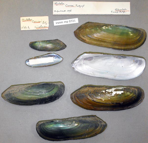 specimen