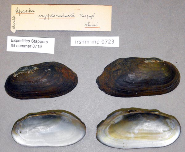 specimen