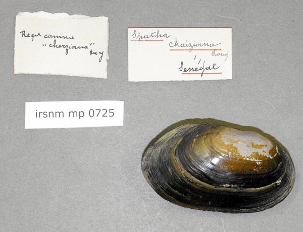 specimen