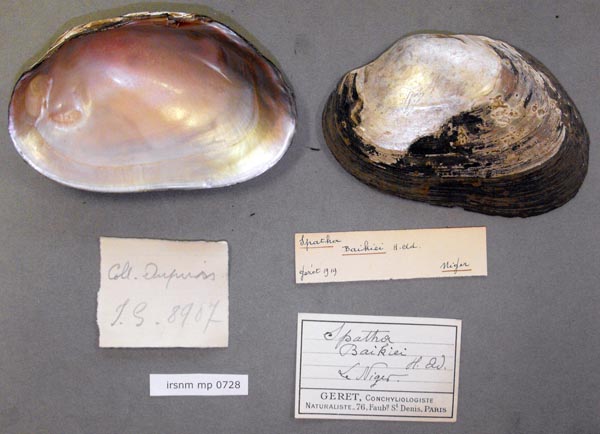 specimen