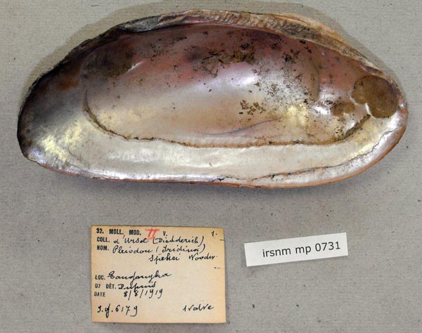 specimen