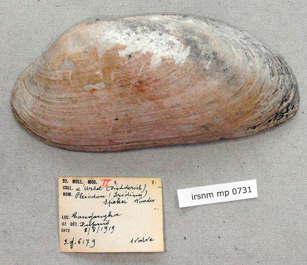 specimen