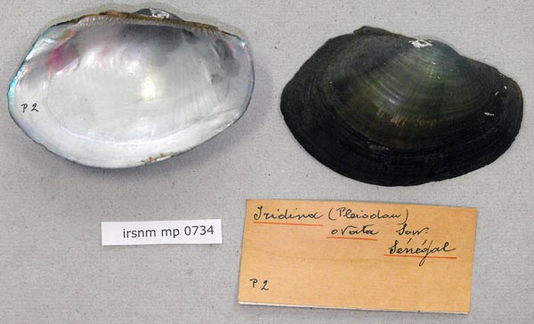 specimen