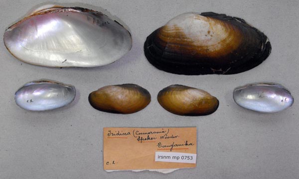 specimen