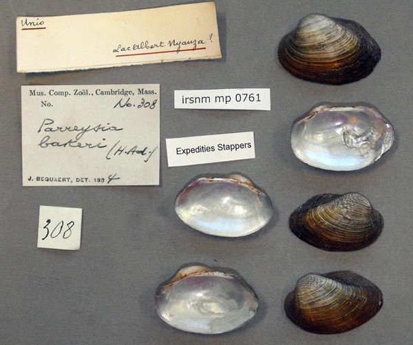 specimen