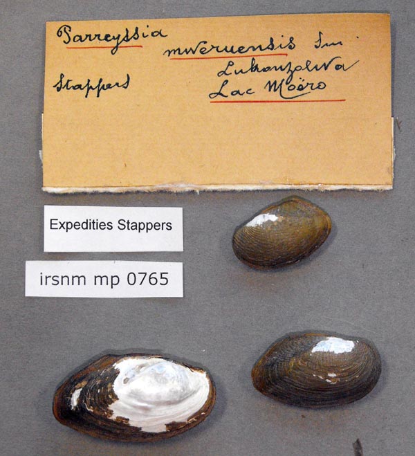 specimen