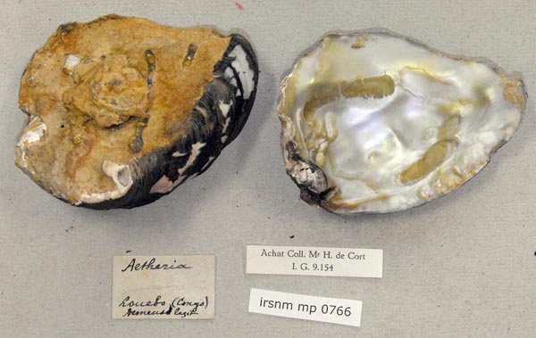specimen