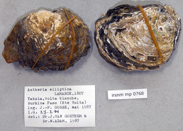 specimen