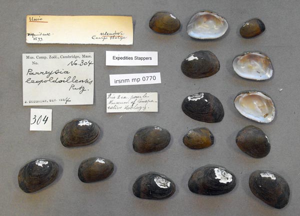 specimen