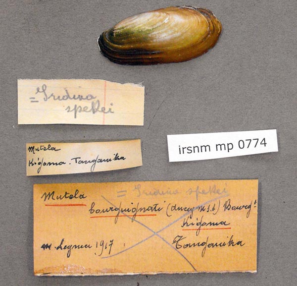 specimen