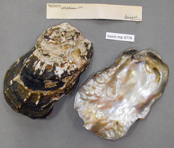 specimen