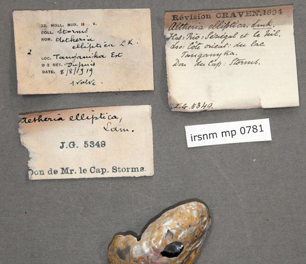 specimen