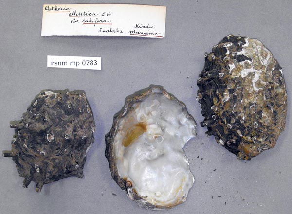 specimen