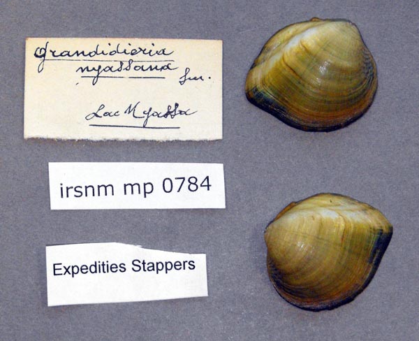 specimen