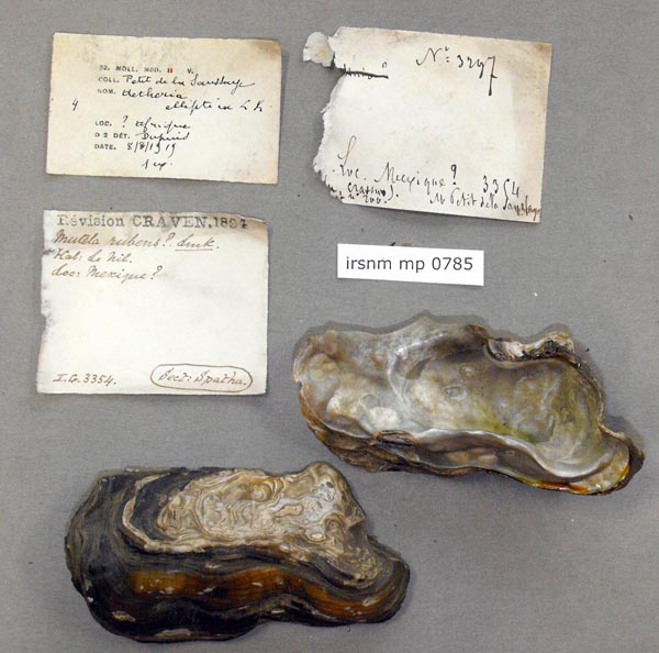 specimen