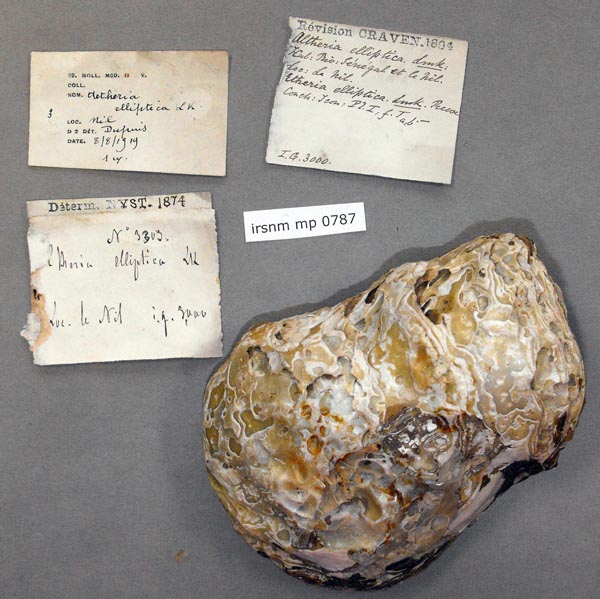 specimen