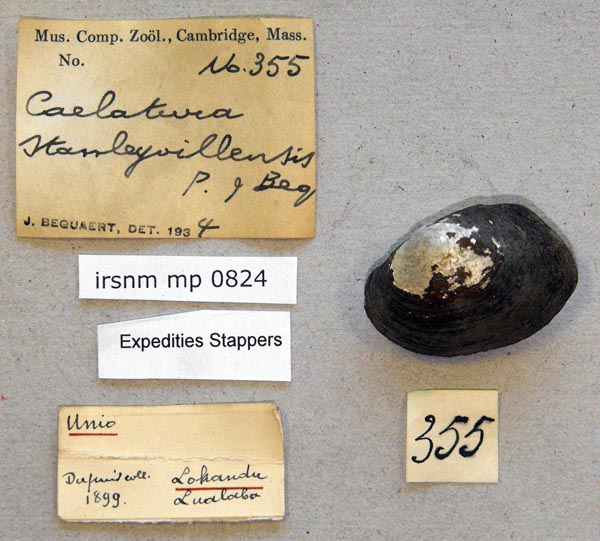 specimen