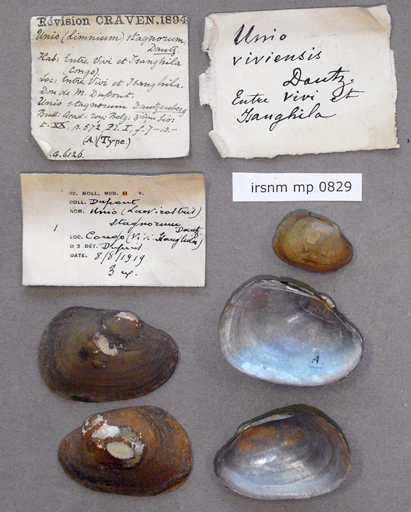 specimen