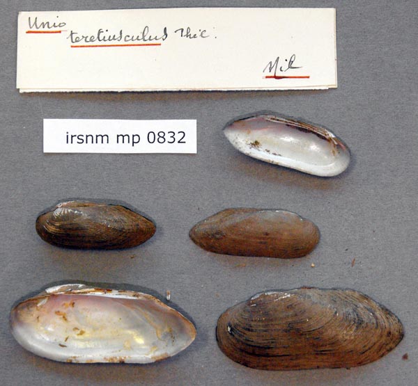 specimen