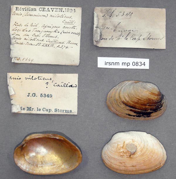 specimen