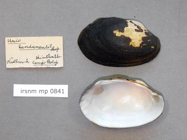 specimen