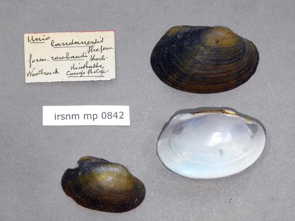 specimen