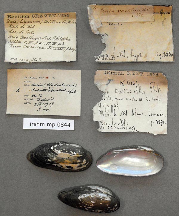 specimen
