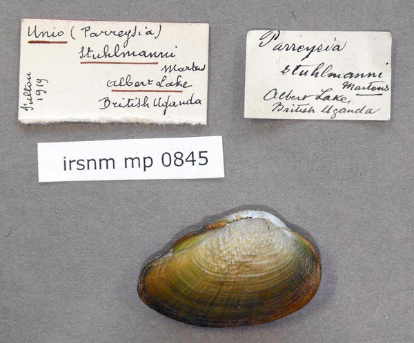 specimen