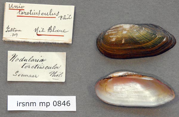 specimen