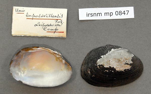 specimen