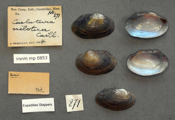 specimen