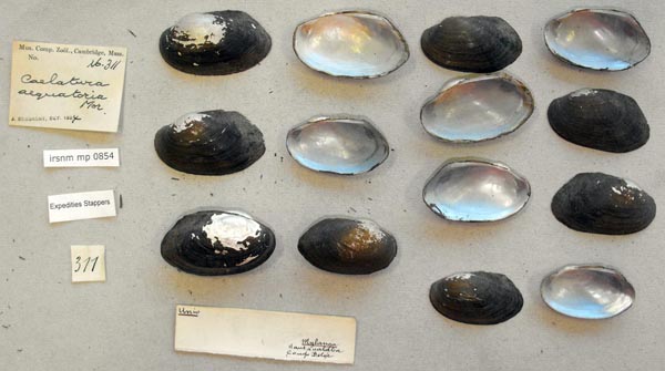 image of lot IRSNB_MP_0854 image of lot IRSNB_MP_0854