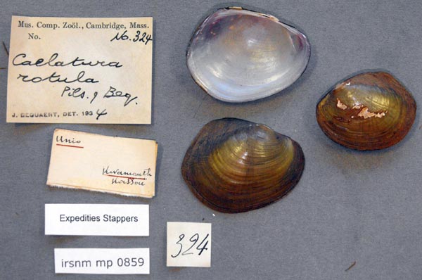 specimen