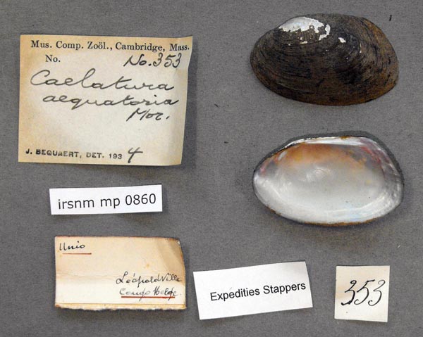 image of lot IRSNB_MP_0860 image of lot IRSNB_MP_0860