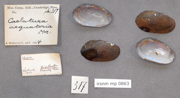 image of lot IRSNB_MP_0863 image of lot IRSNB_MP_0863