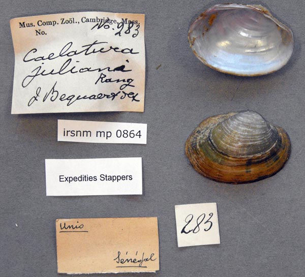 specimen