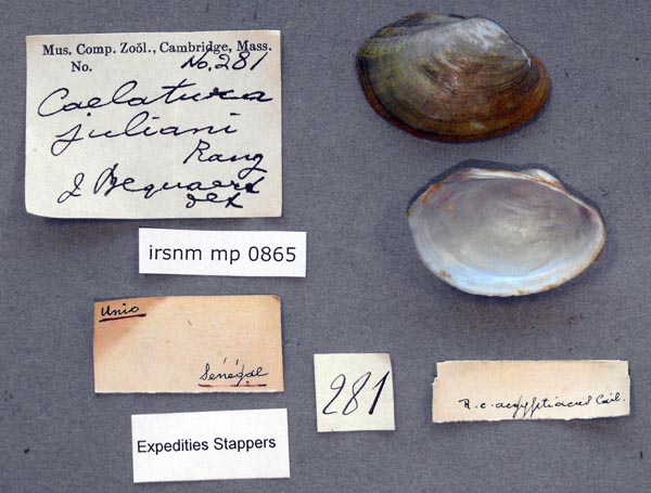 specimen