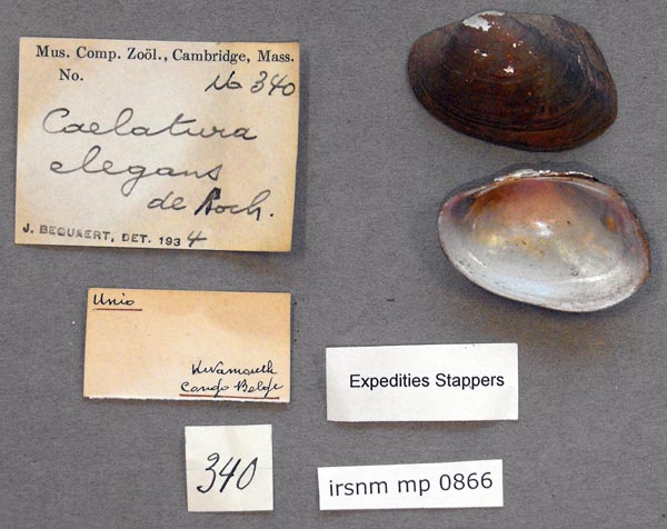 image of lot IRSNB_MP_0866 image of lot IRSNB_MP_0866