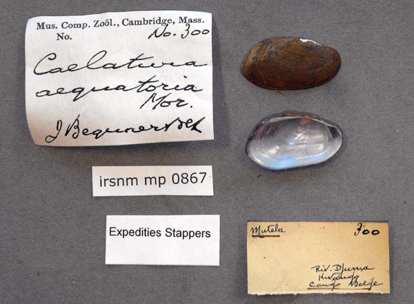 image of lot IRSNB_MP_0867 image of lot IRSNB_MP_0867