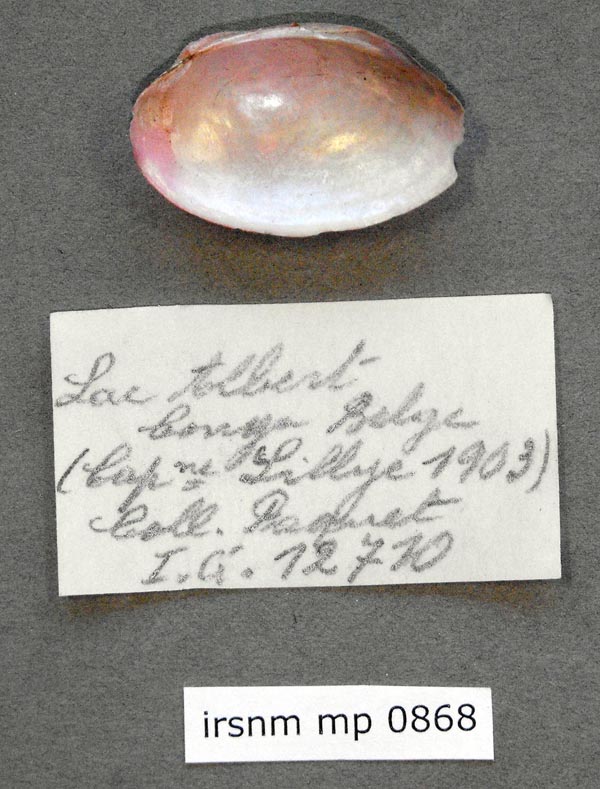specimen