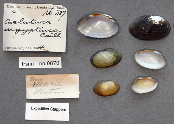 specimen